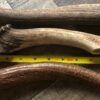 Elk Antler Chews - Image 2