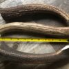 Elk Antler Chews - Image 4