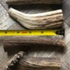 Elk Antler Chews - Image 5